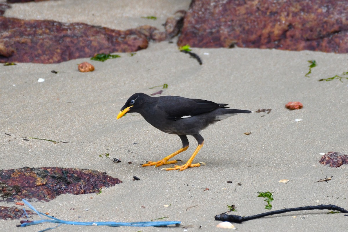 Javan Myna - ML638266663