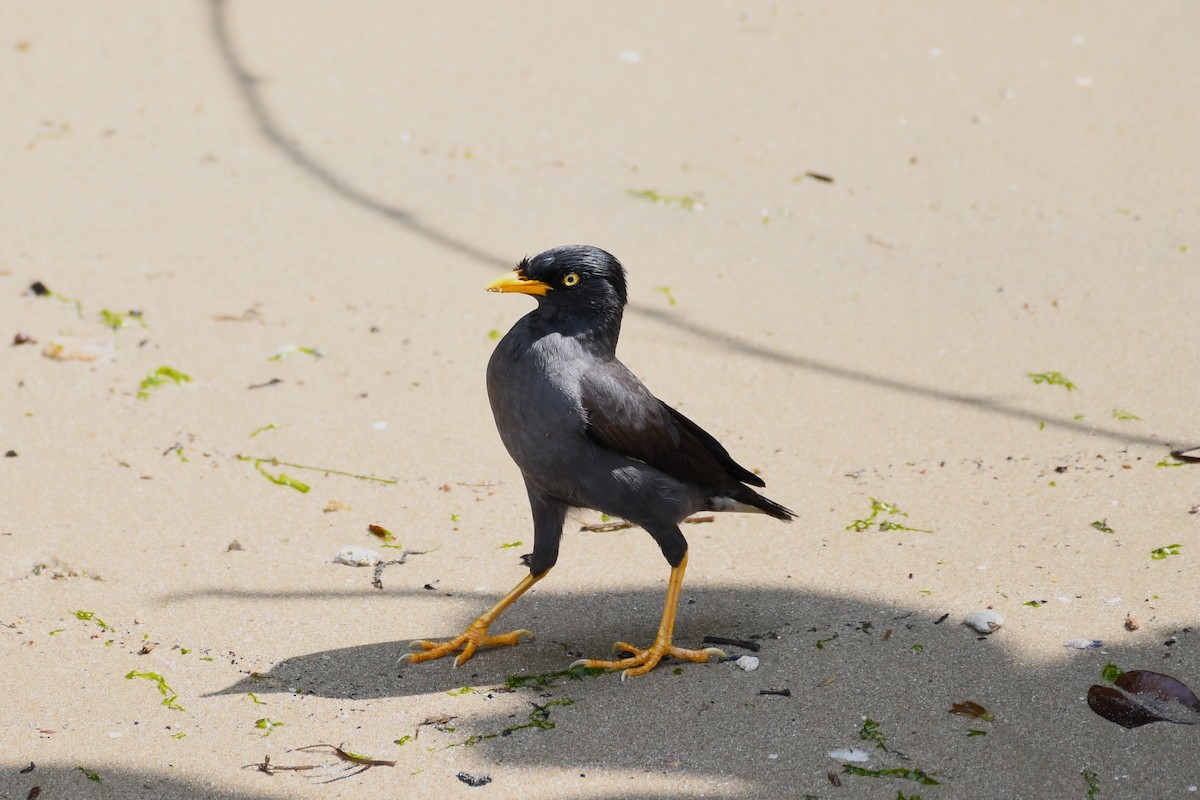 Javan Myna - ML638266664