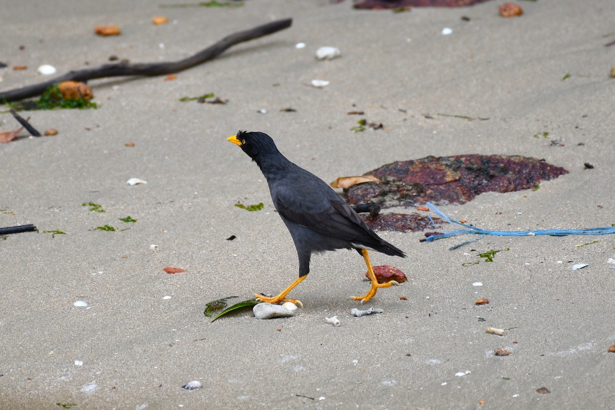 Javan Myna - ML638266665