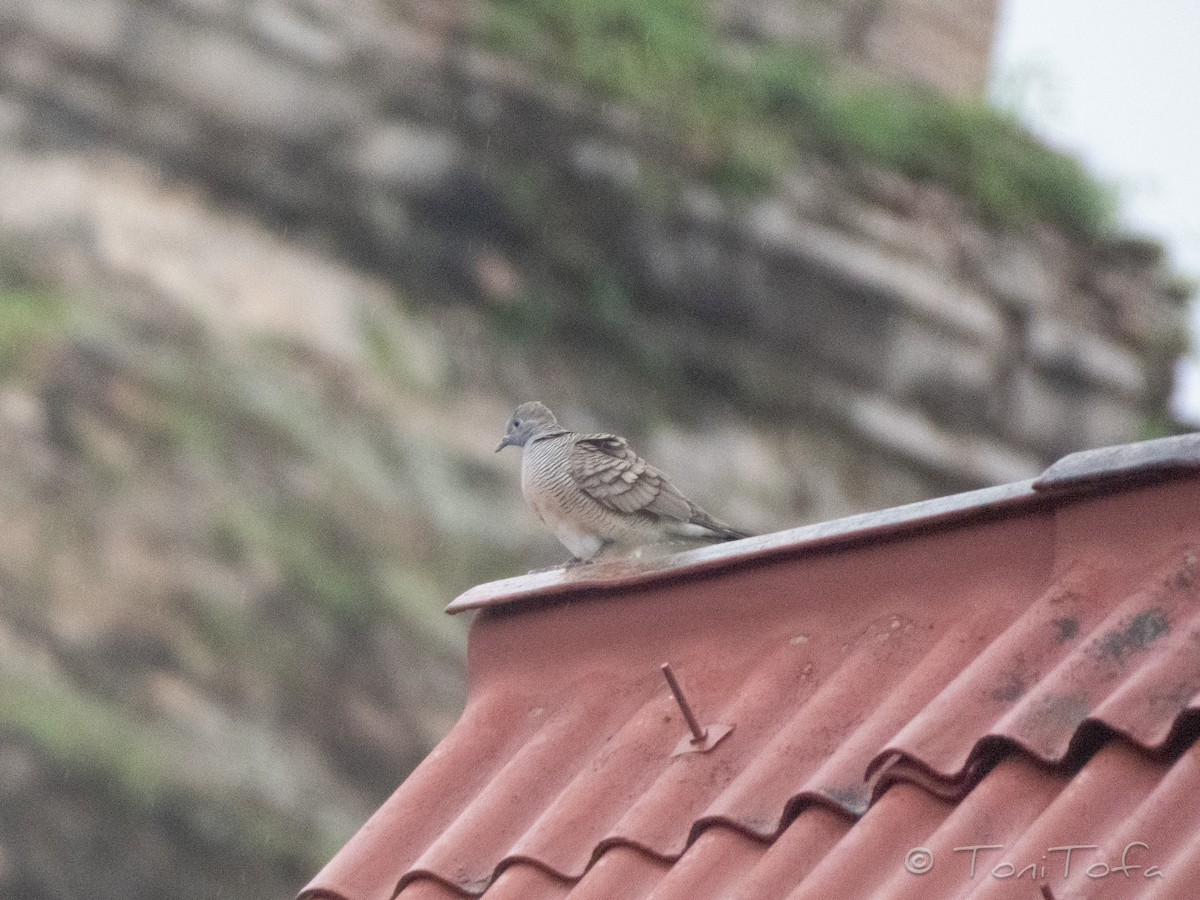 Zebra Dove - ML638266674