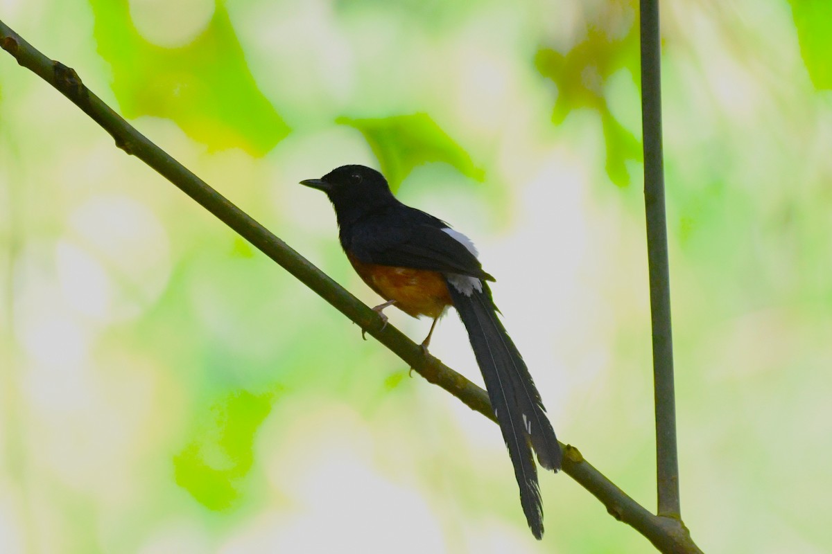 White-rumped Shama - ML638266683