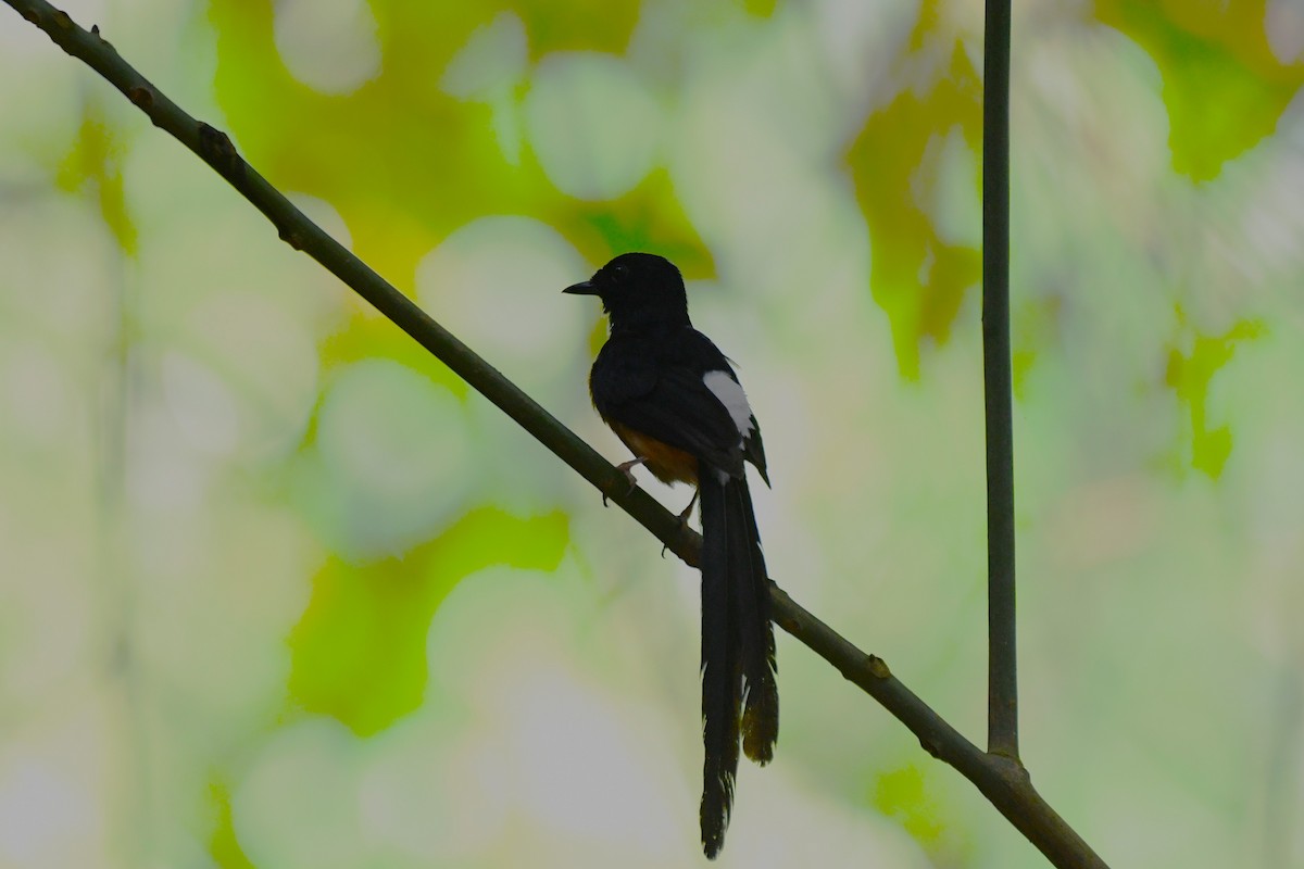 White-rumped Shama - ML638266684