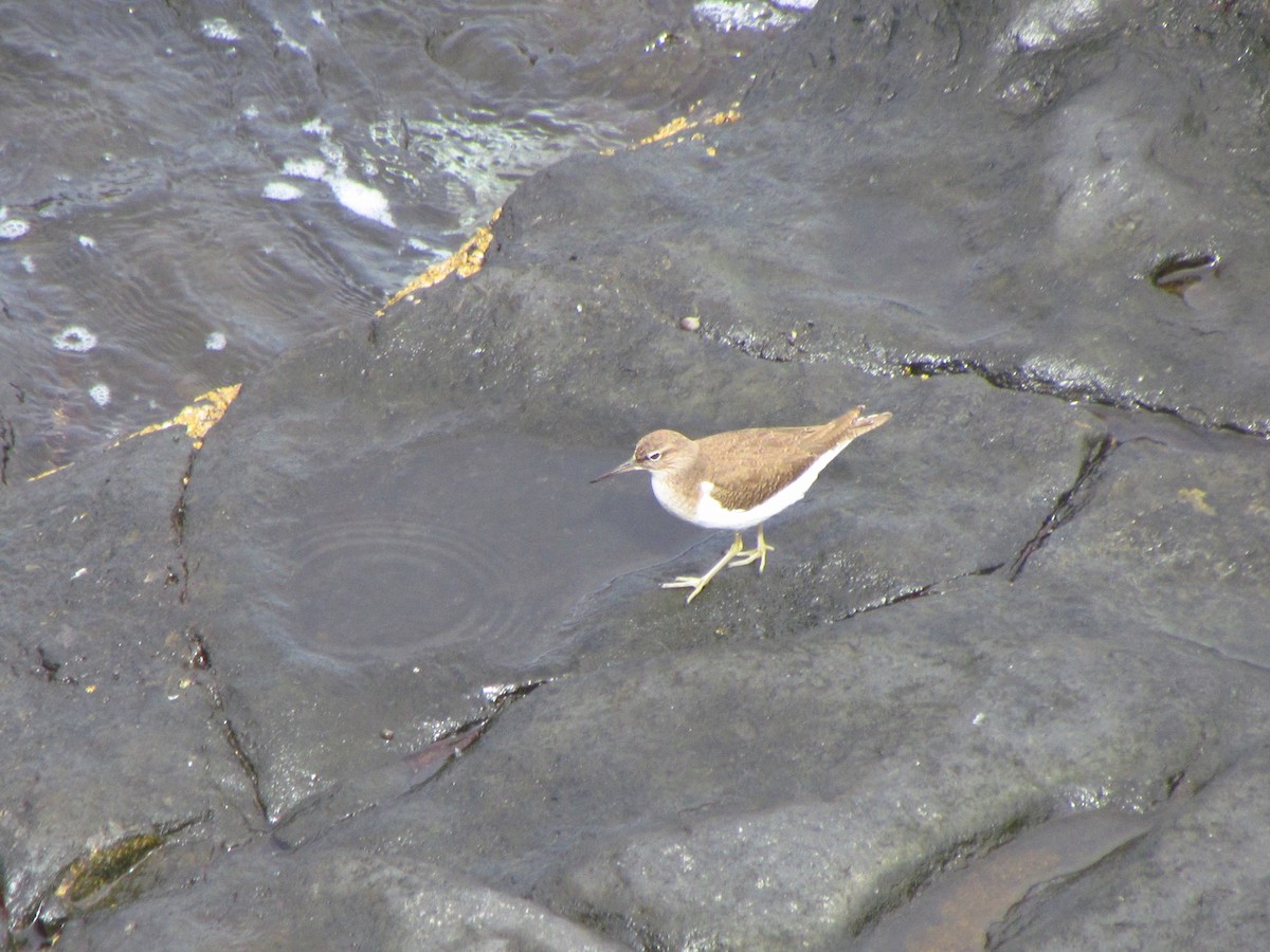 Common Sandpiper - ML638266685