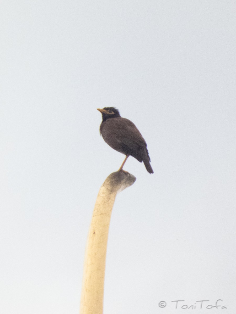 Common Myna - ML638266687