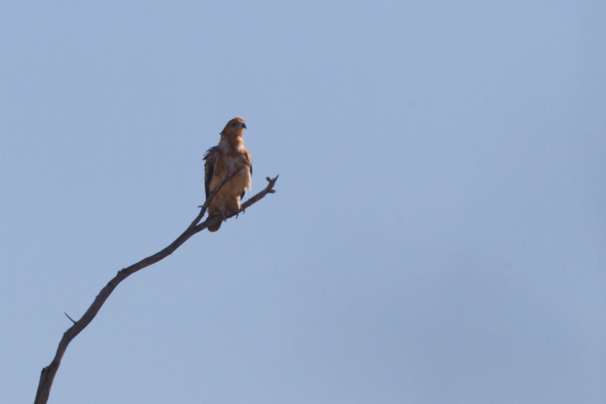 Tawny Eagle - ML638266688