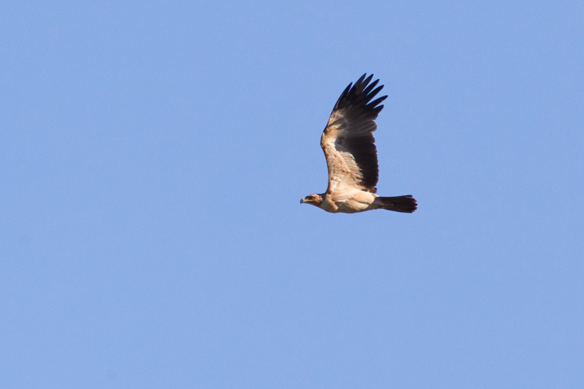 Tawny Eagle - ML638266689