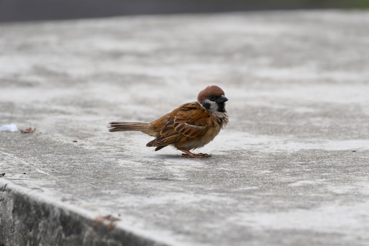 Eurasian Tree Sparrow - ML638266692