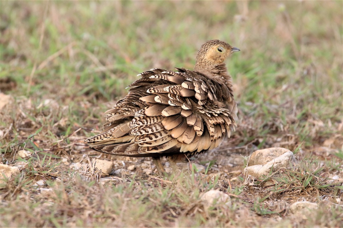 Chestnut-bellied Sandgrouse - ML638266703