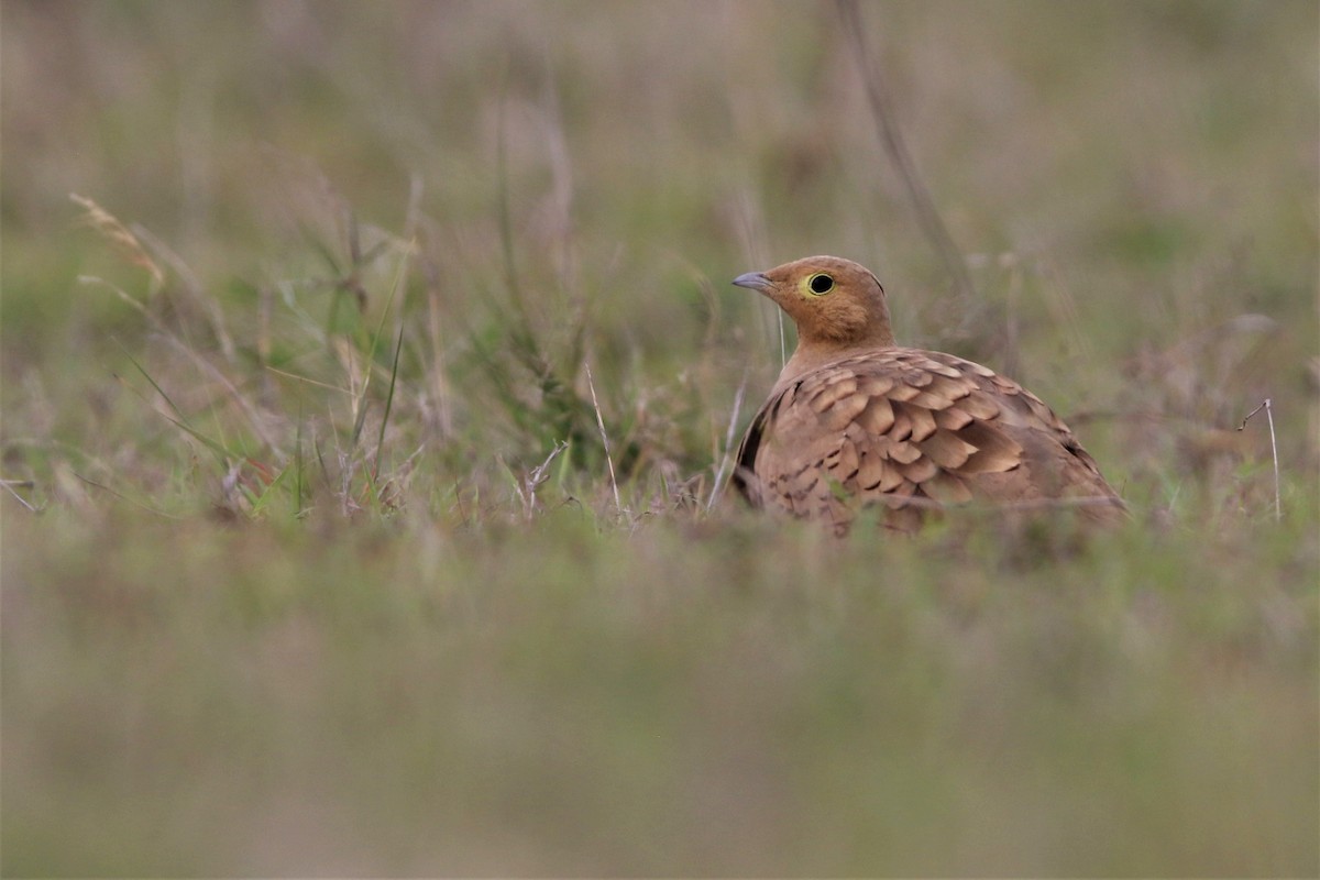 Chestnut-bellied Sandgrouse - ML638266704