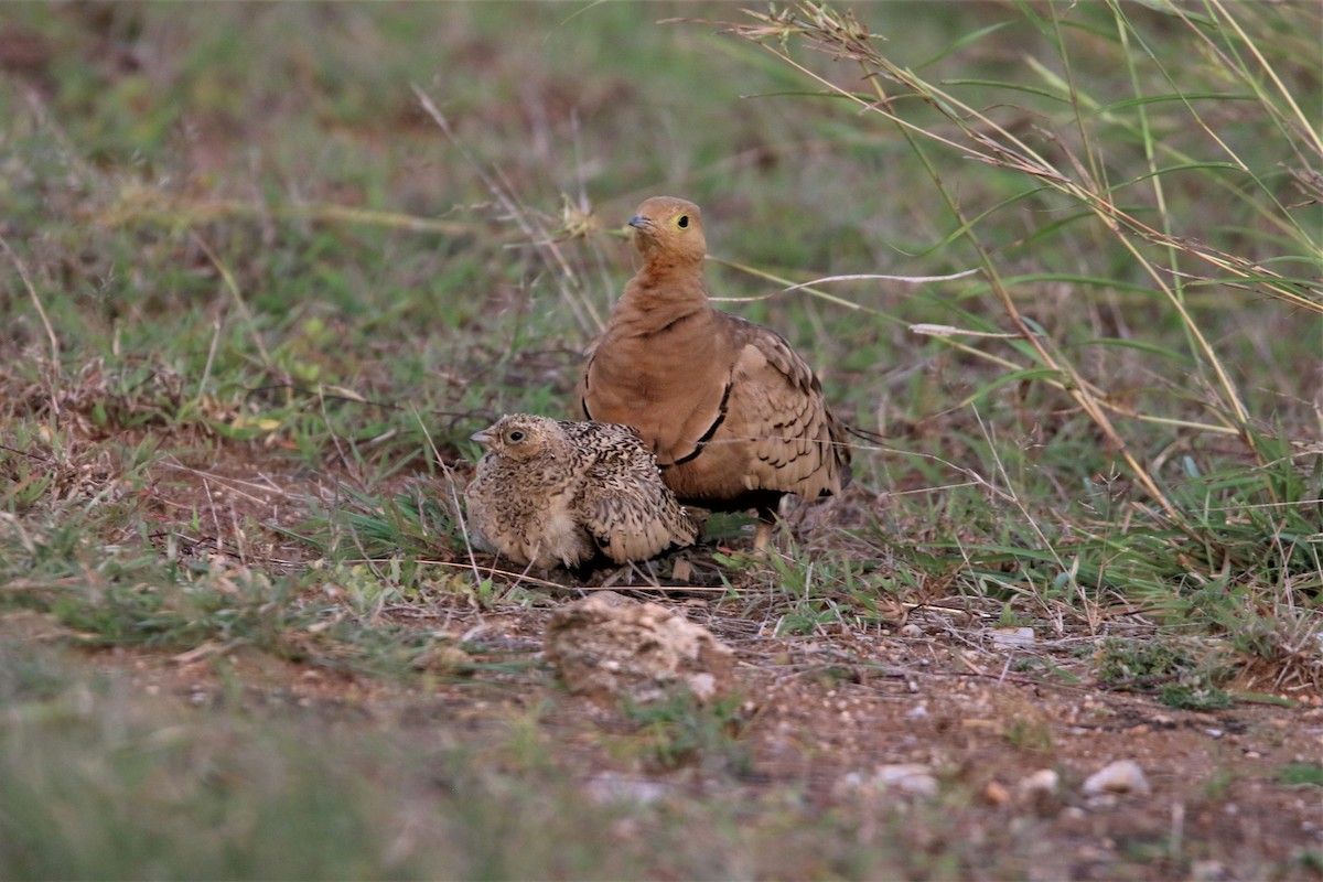 Chestnut-bellied Sandgrouse - ML638266705