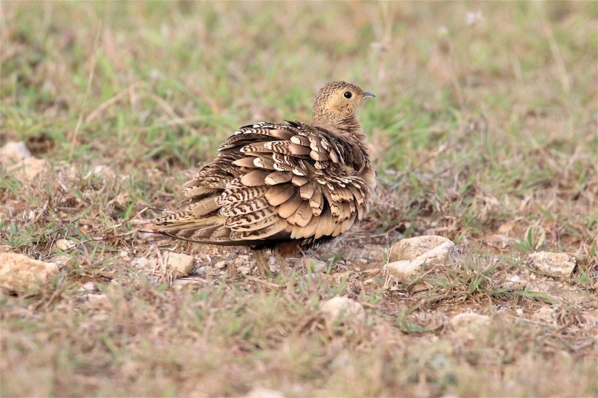Chestnut-bellied Sandgrouse - ML638266706