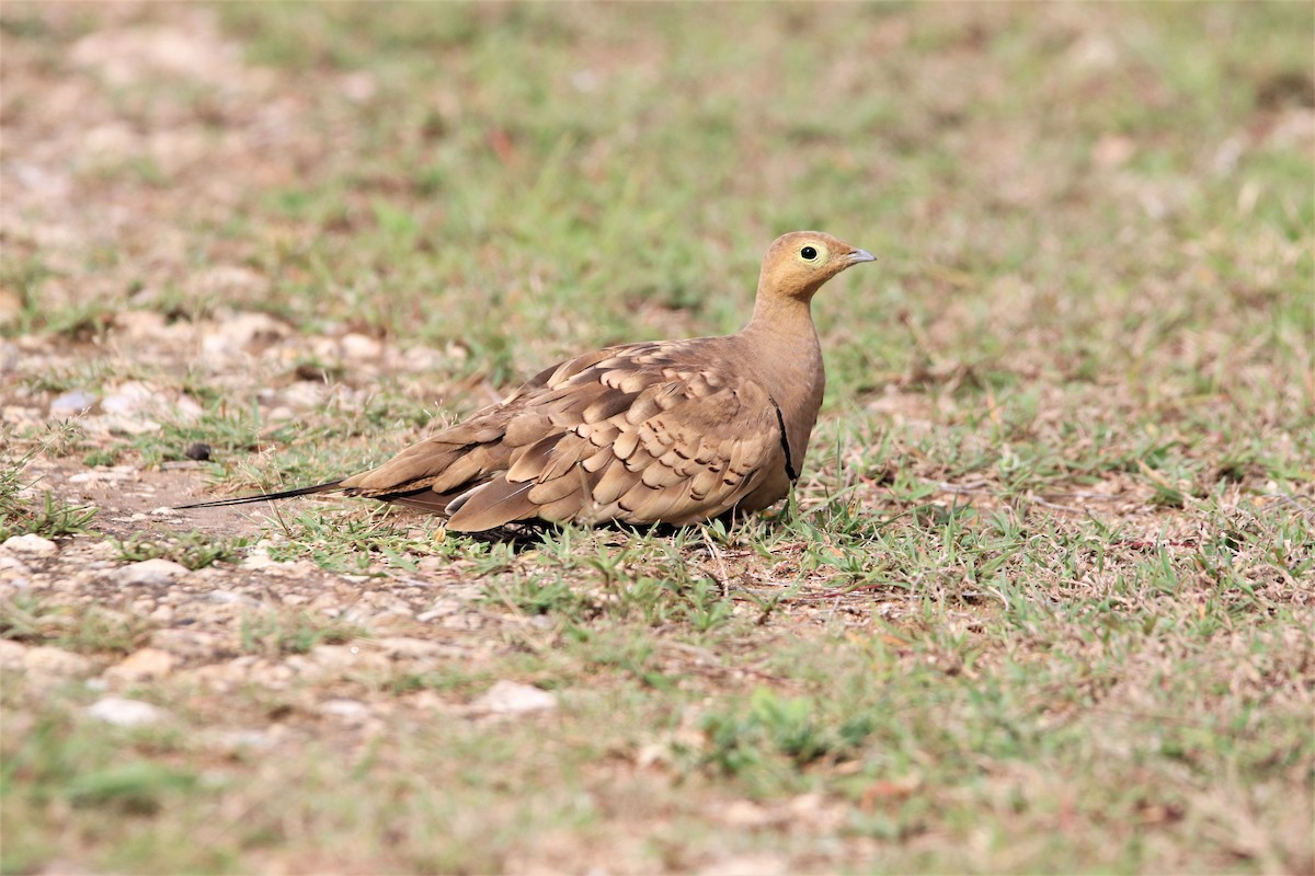 Chestnut-bellied Sandgrouse - ML638266707