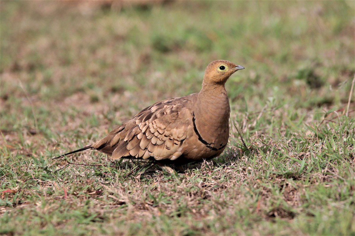 Chestnut-bellied Sandgrouse - ML638266708
