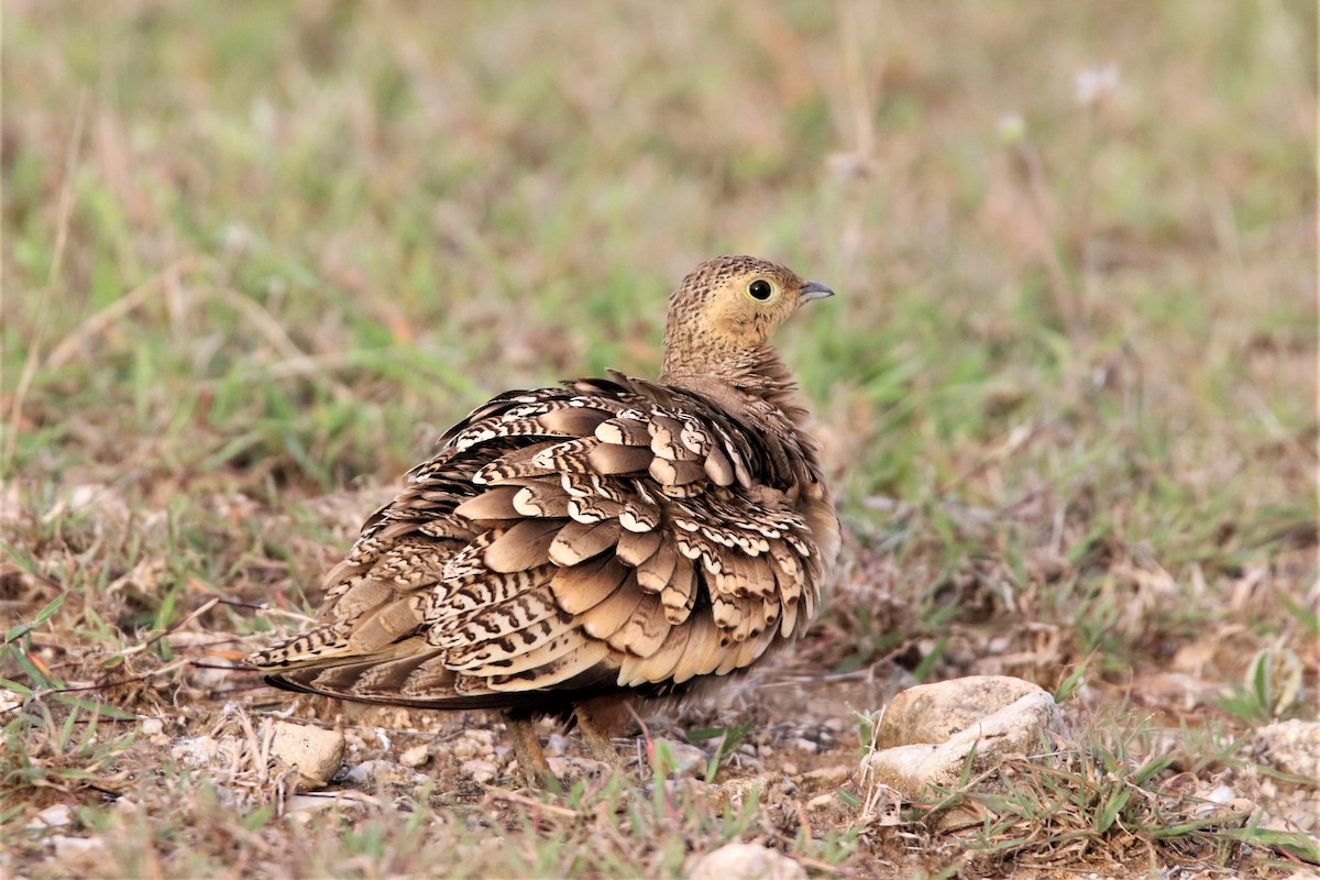 Chestnut-bellied Sandgrouse - ML638266709
