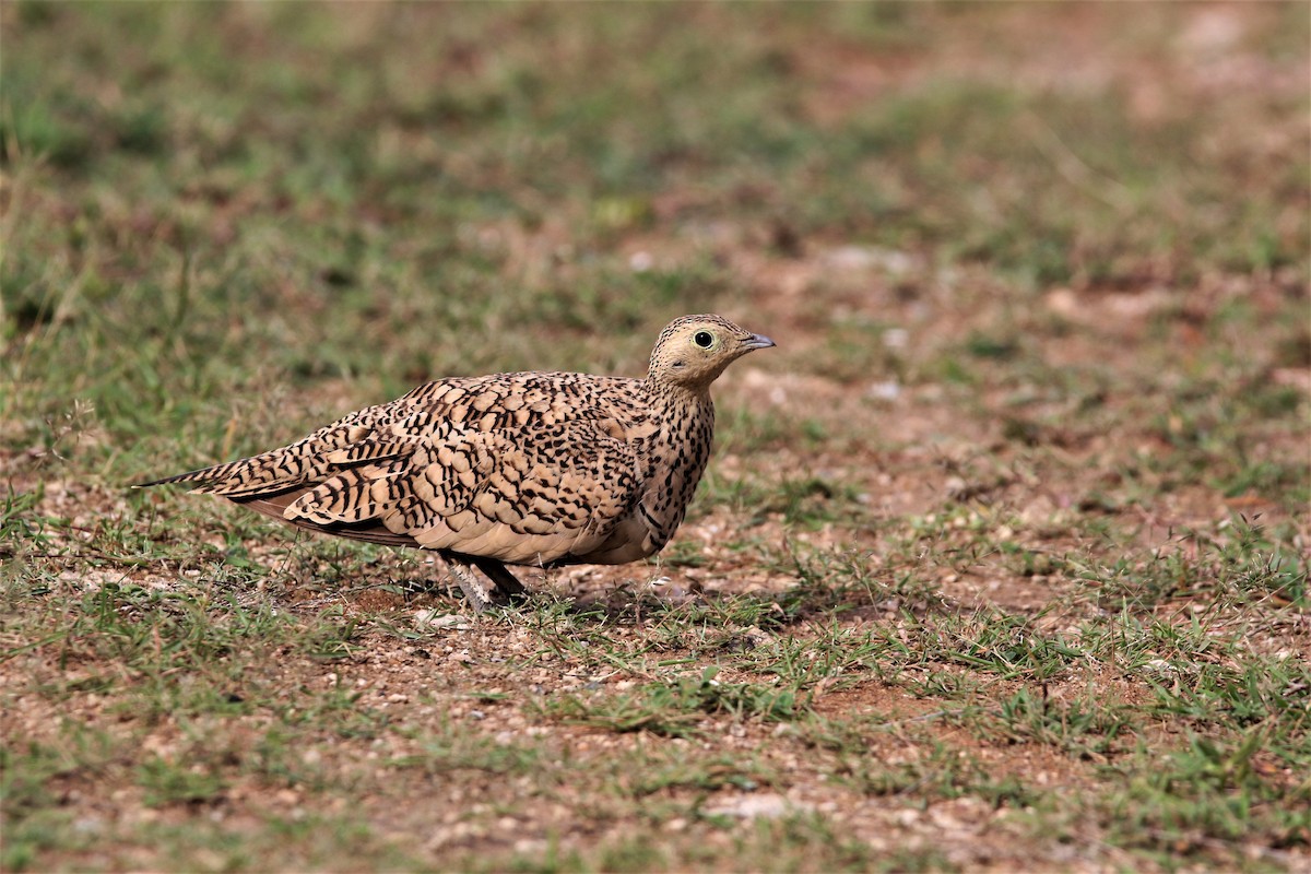 Chestnut-bellied Sandgrouse - ML638266710