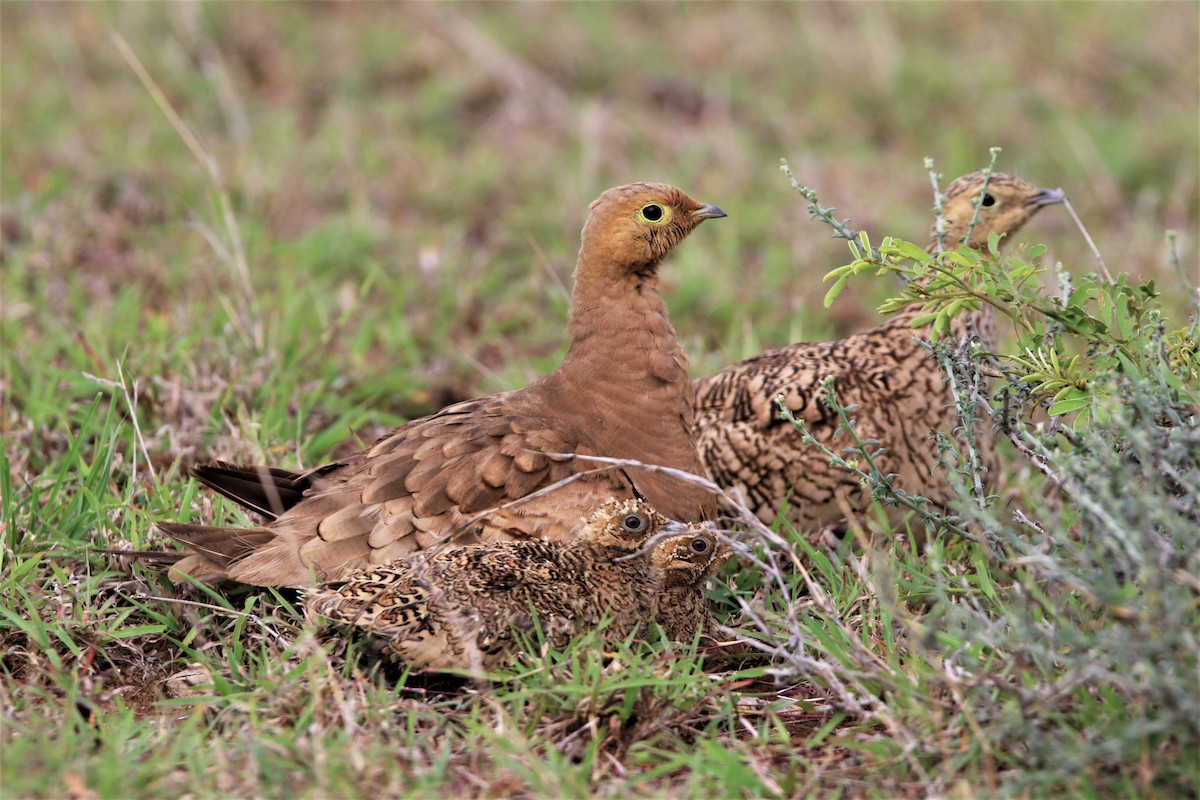 Chestnut-bellied Sandgrouse - ML638266711