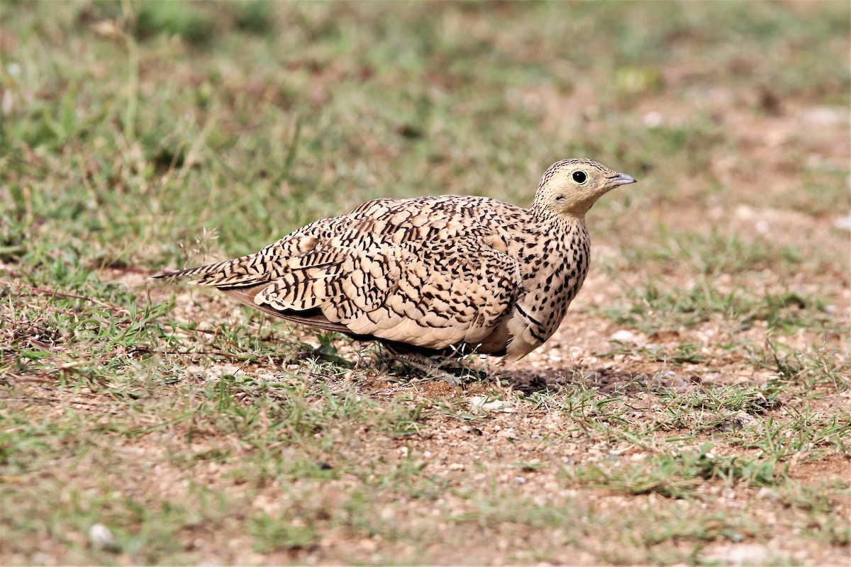 Chestnut-bellied Sandgrouse - ML638266712