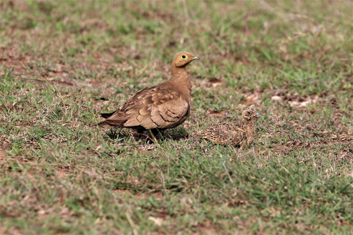 Chestnut-bellied Sandgrouse - ML638266713