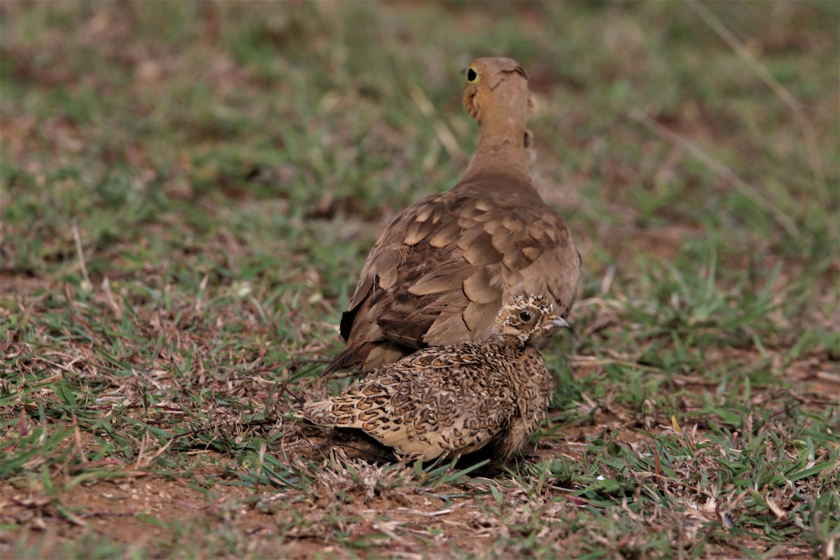 Chestnut-bellied Sandgrouse - ML638266714