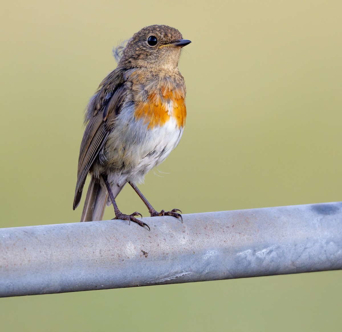European Robin - ML638266716