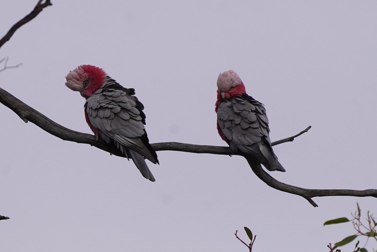 Galah - ML638266740