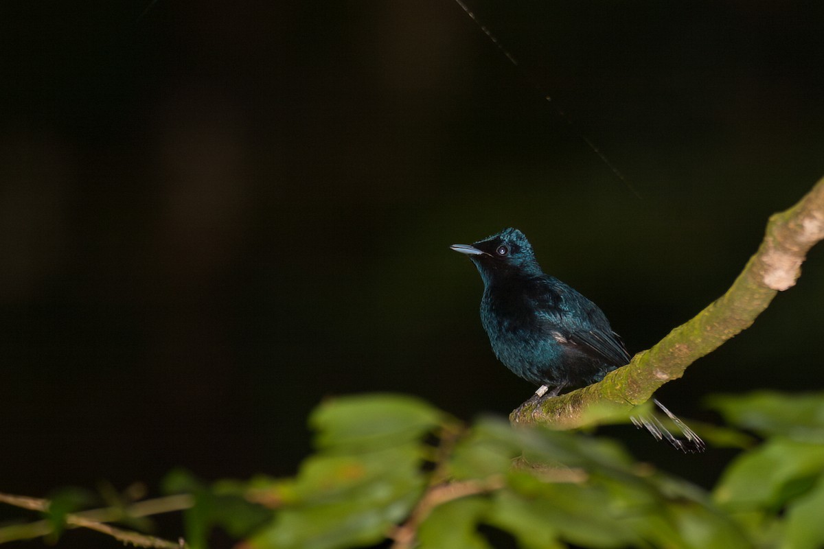 Shining Flycatcher - ML638266755
