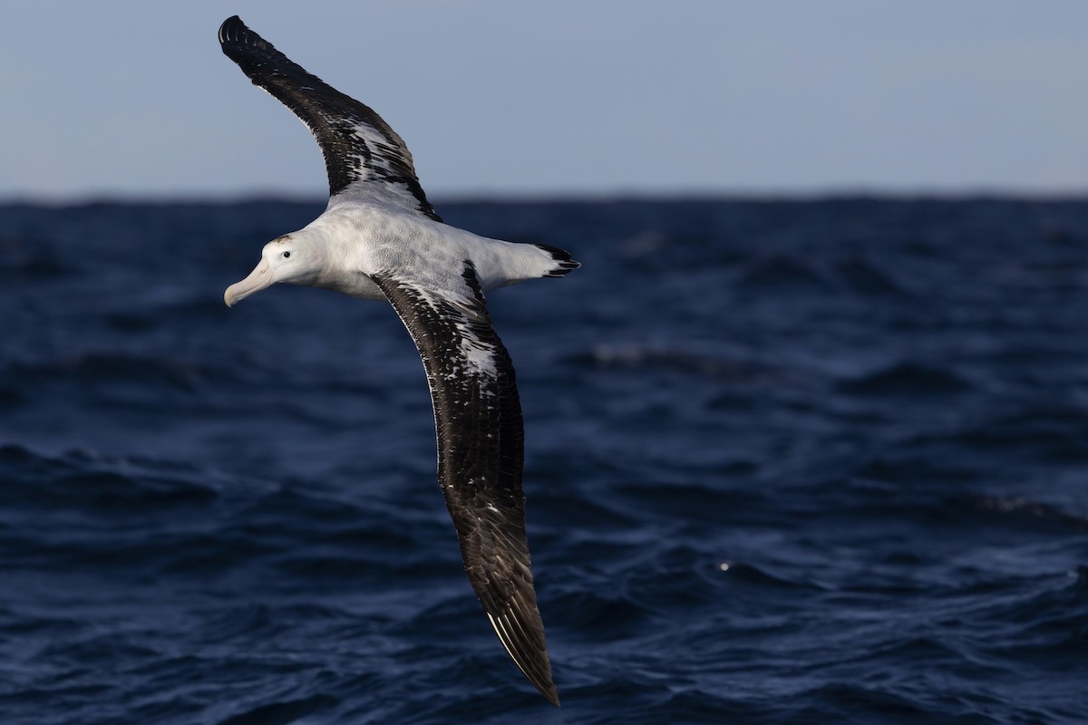 albatros jižní (ssp. gibsoni) - ML638266761