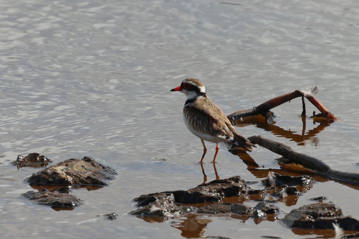 Black-fronted Dotterel - ML638266778