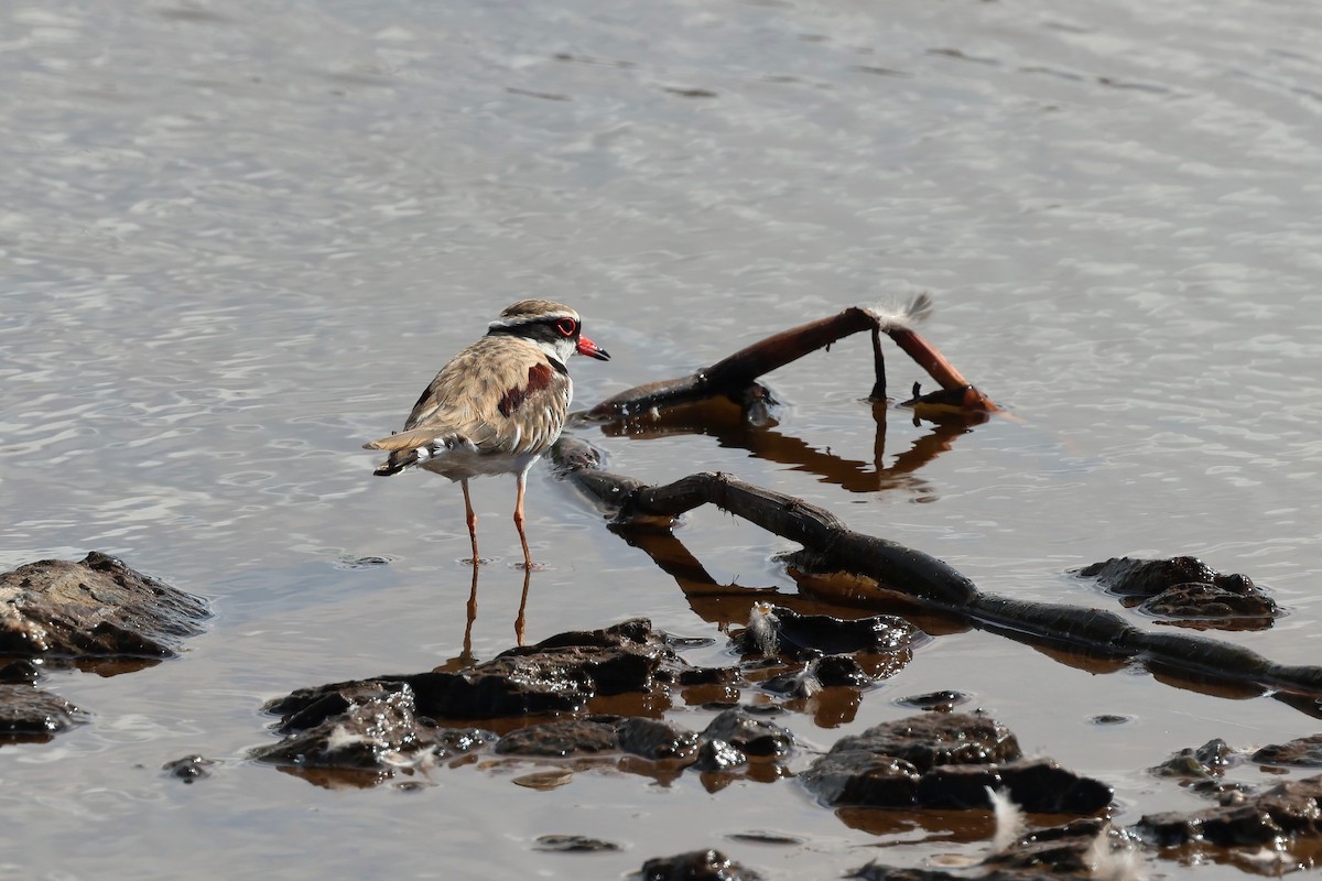 Black-fronted Dotterel - ML638266779