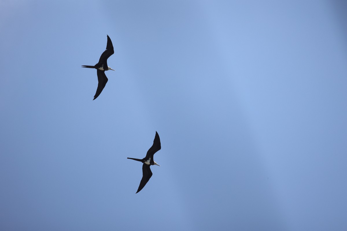 Lesser Frigatebird - ML638266782