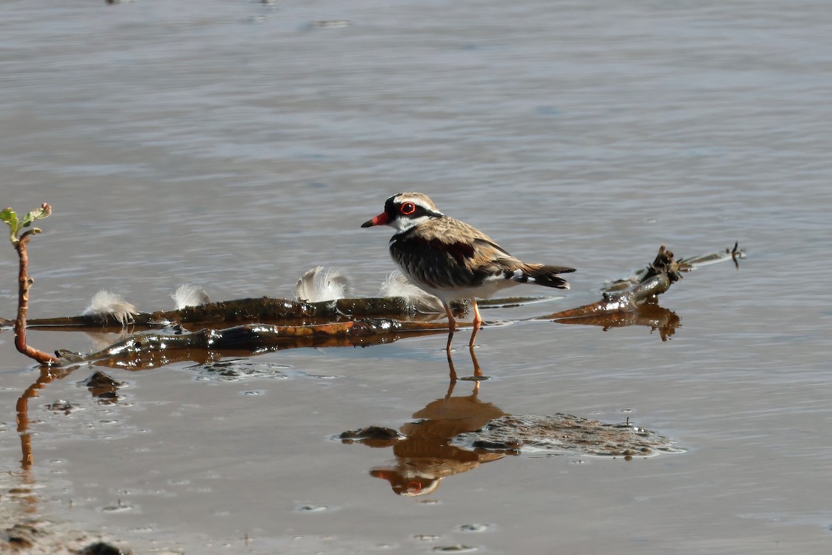 Black-fronted Dotterel - ML638266786