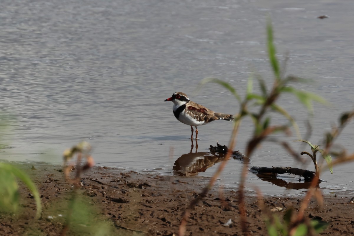 Black-fronted Dotterel - ML638266787