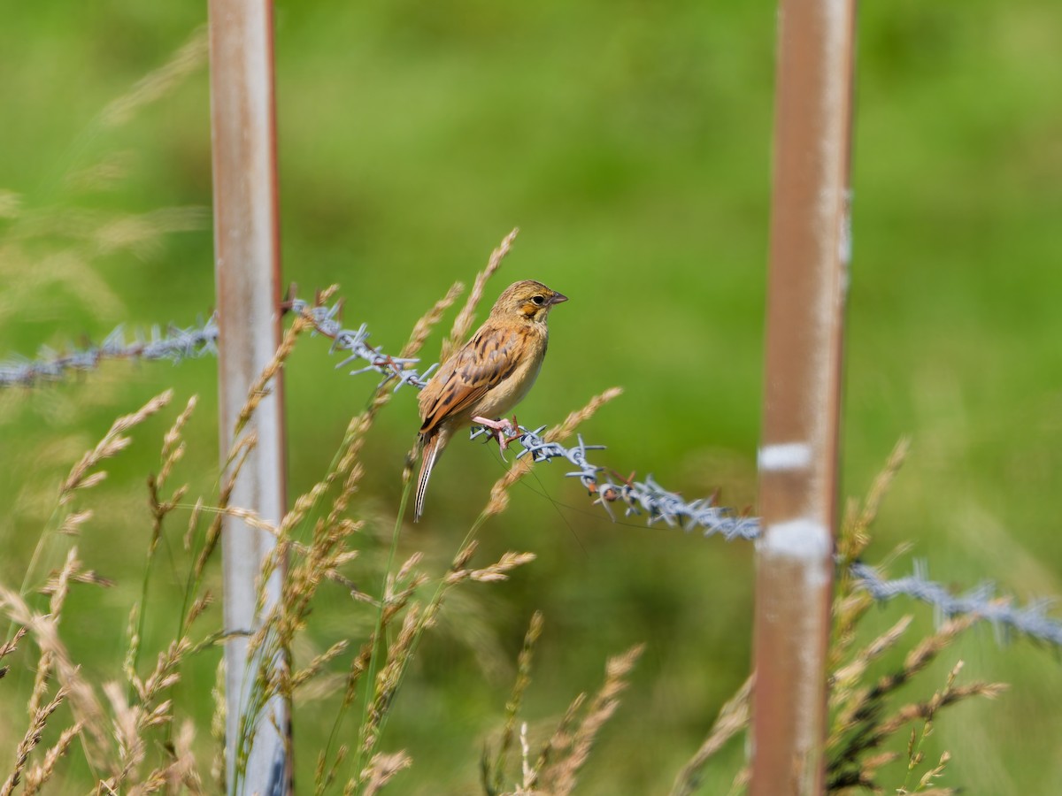 Chestnut-eared Bunting - ML638266790