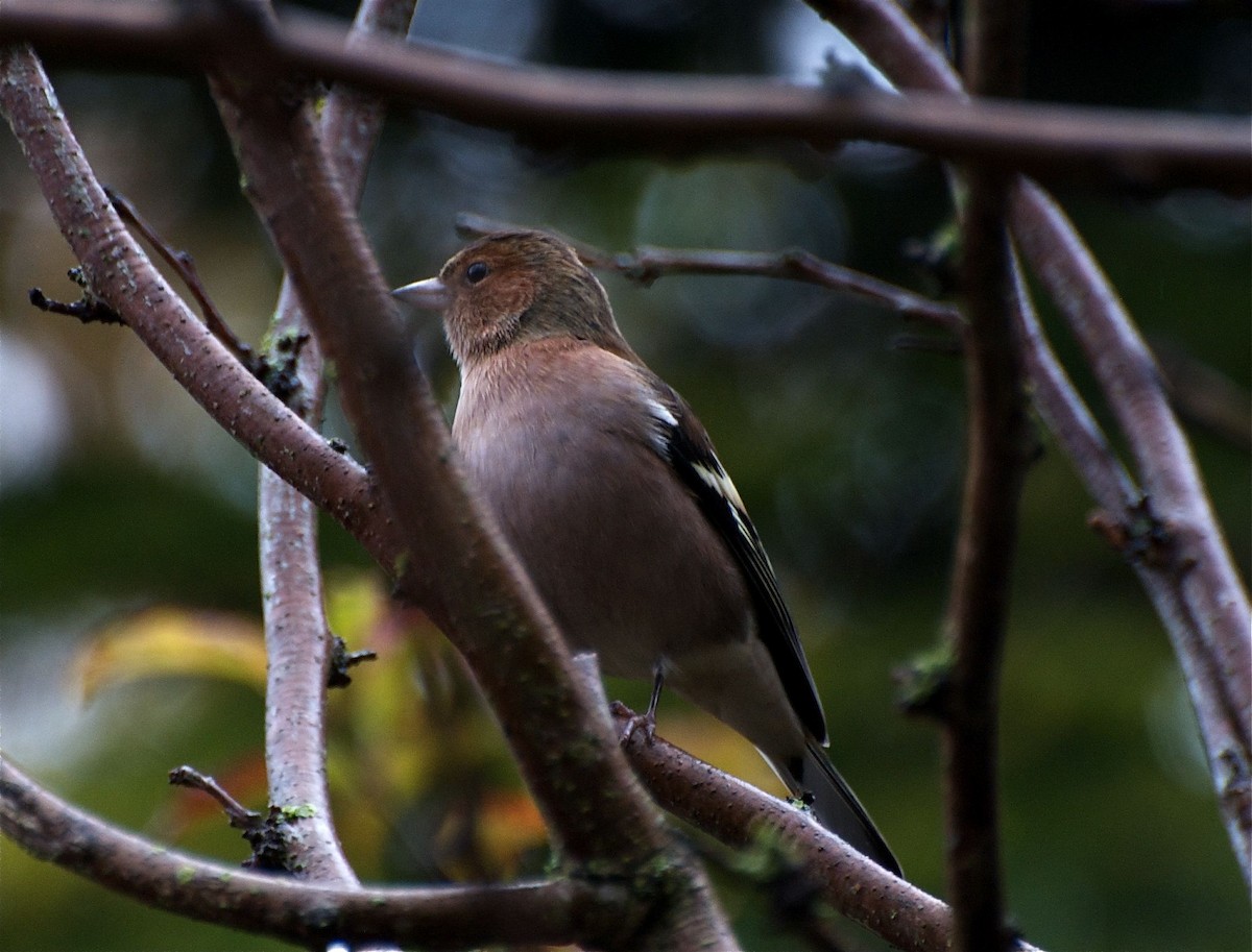 Common Chaffinch - ML638266805