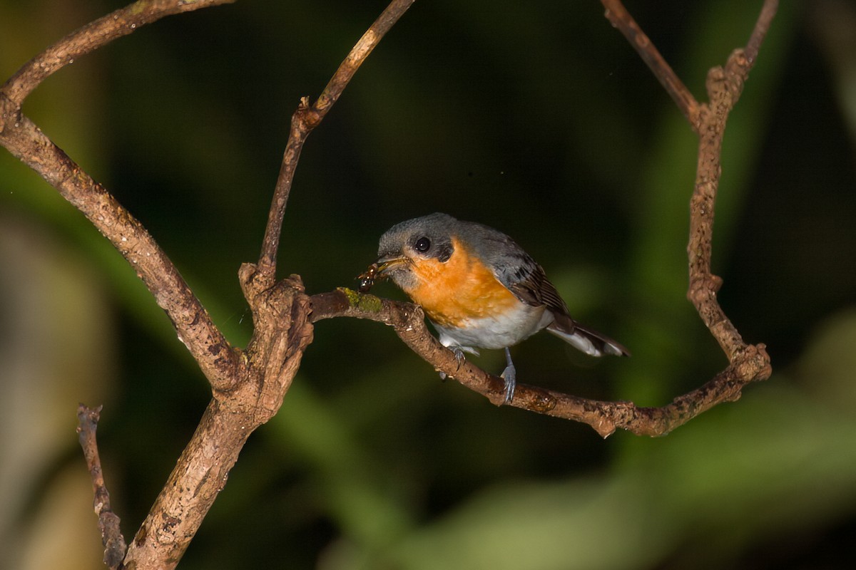 Australian Spectacled Monarch (Eastern) - ML638266806