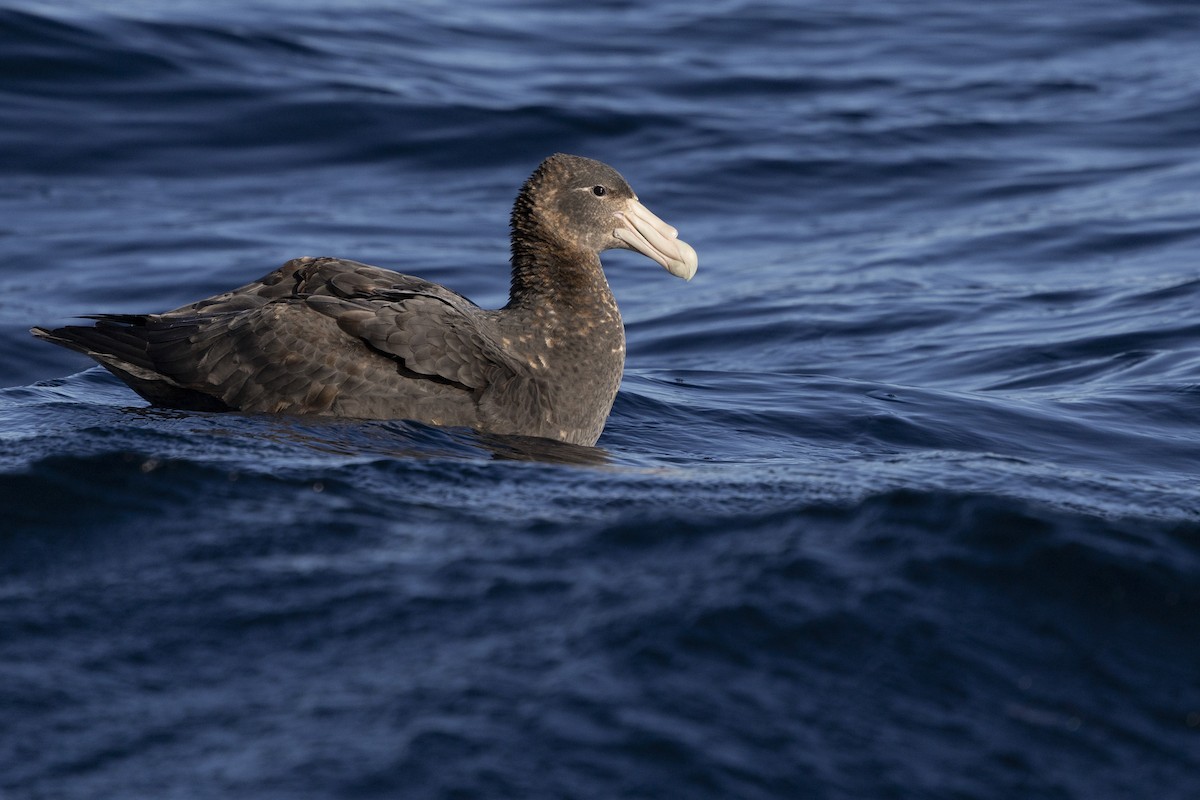 Southern Giant-Petrel - ML638266807