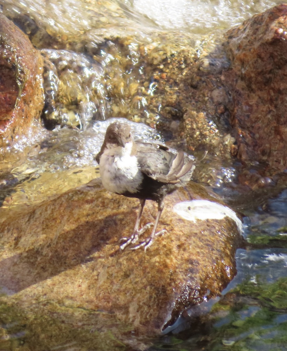 White-throated Dipper - ML638266809