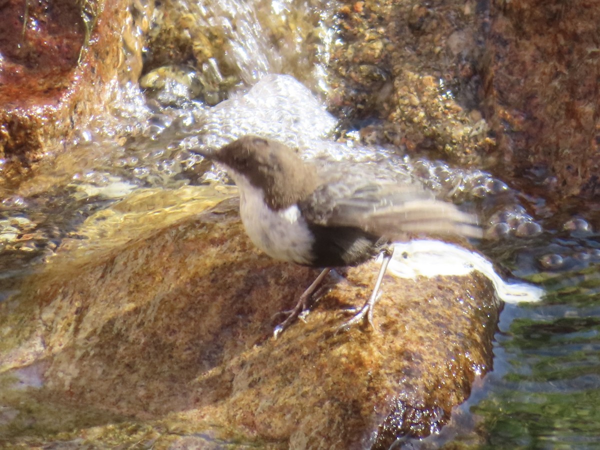 White-throated Dipper - ML638266810
