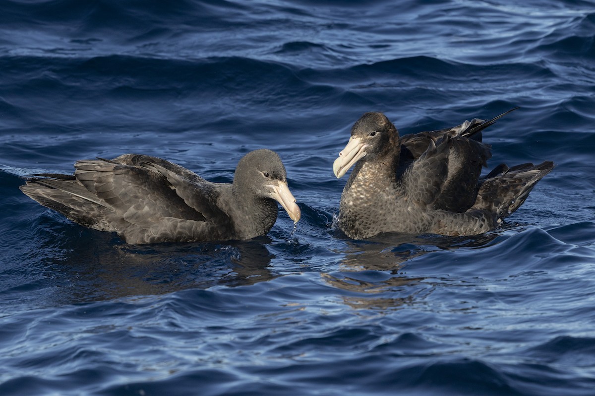 Southern Giant-Petrel - ML638266816