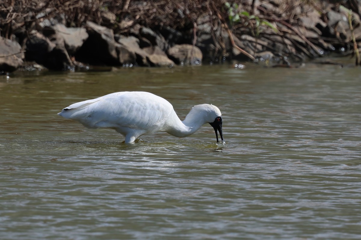 Royal Spoonbill - ML638266819