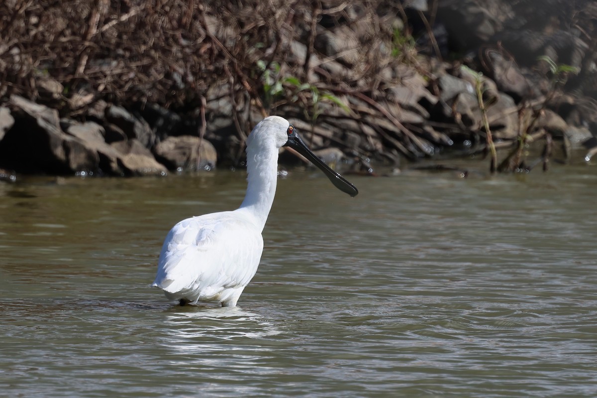 Royal Spoonbill - ML638266821