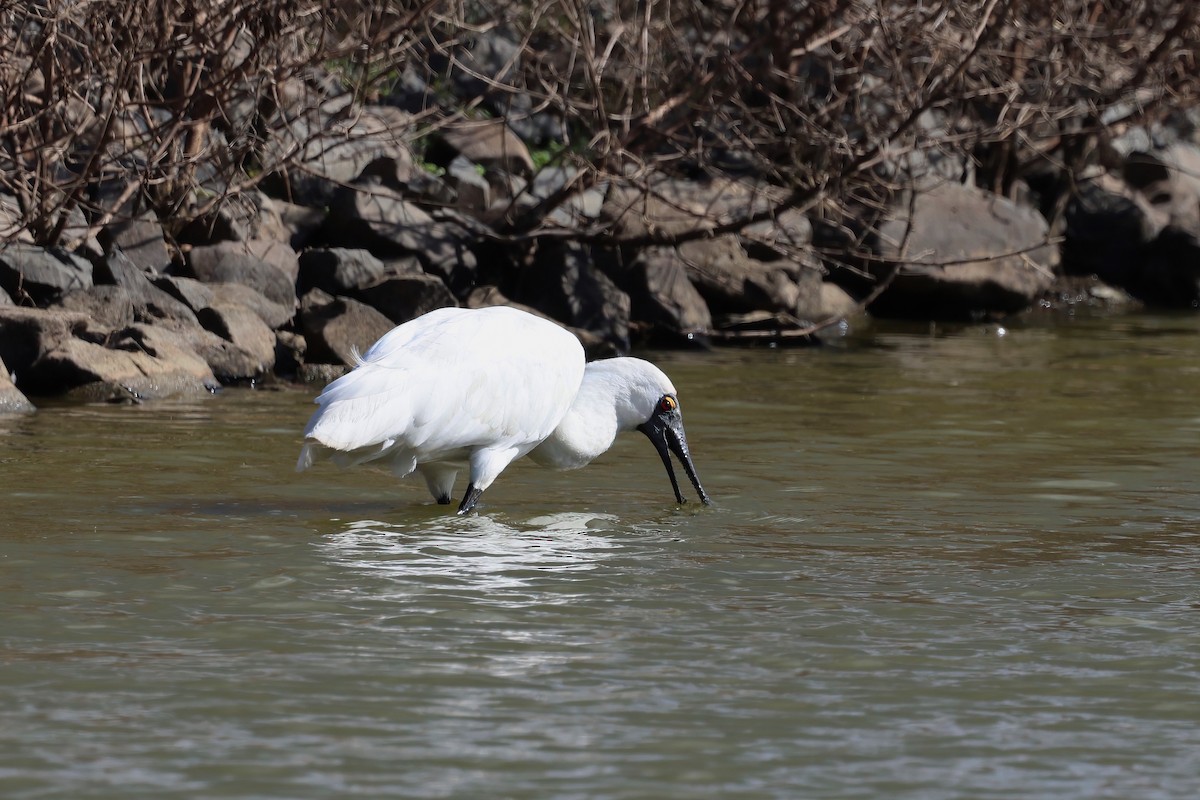 Royal Spoonbill - ML638266822