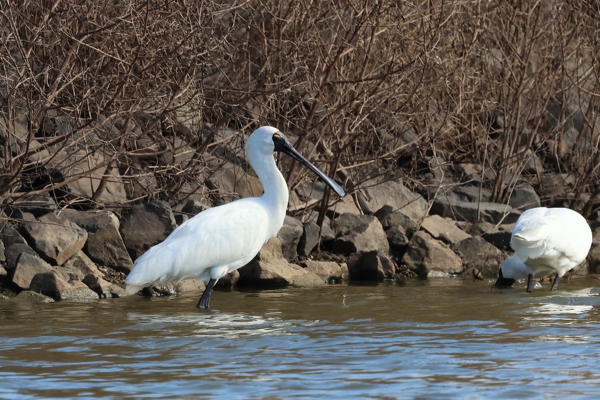 Royal Spoonbill - ML638266823
