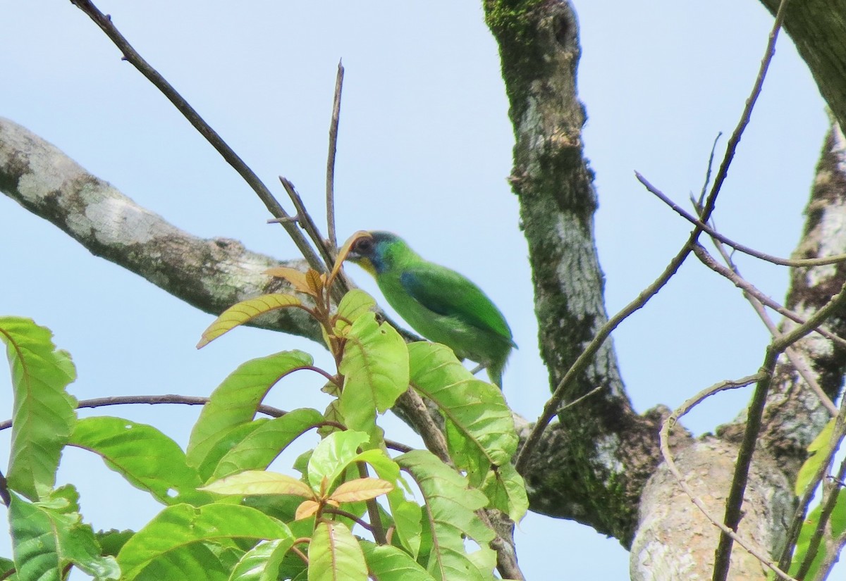 Necklaced Barbet - ML638266828