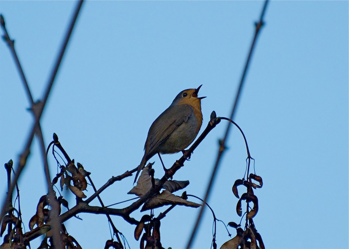 European Robin - ML638266835