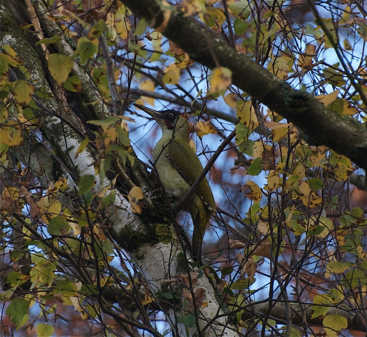 Eurasian Green Woodpecker - ML638266848