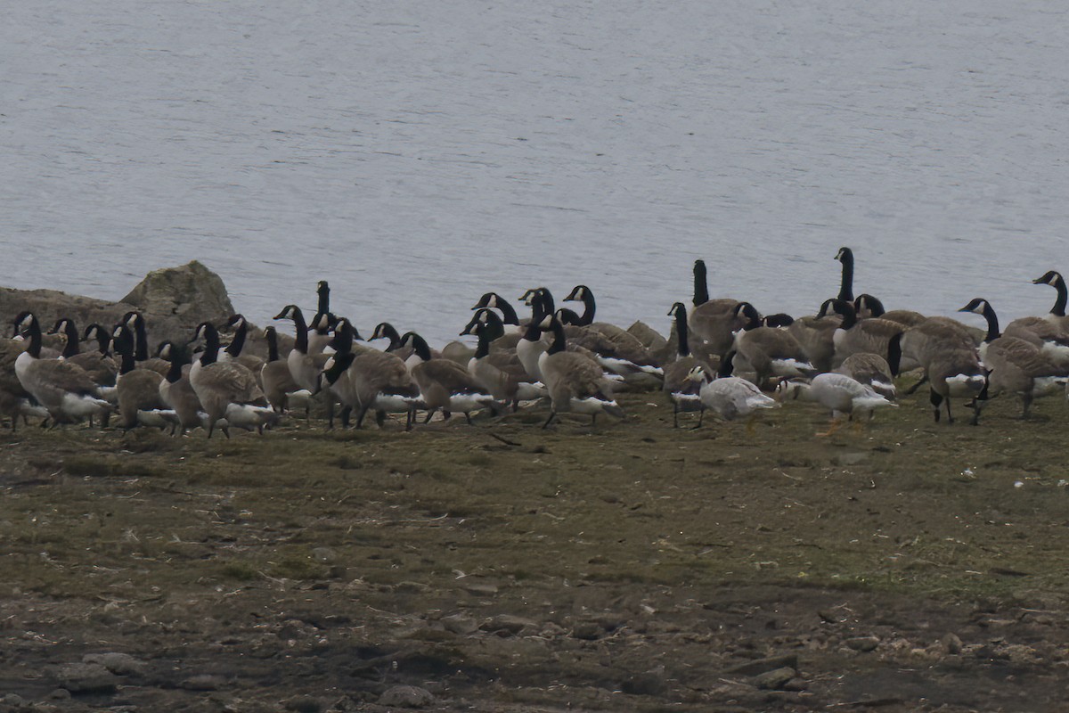Bar-headed Goose - ML638266854