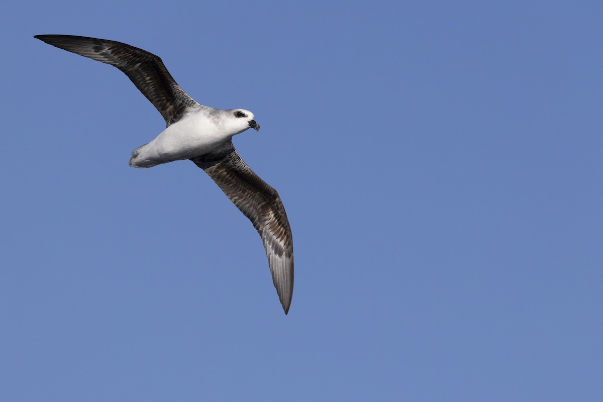 White-headed Petrel - ML638266882