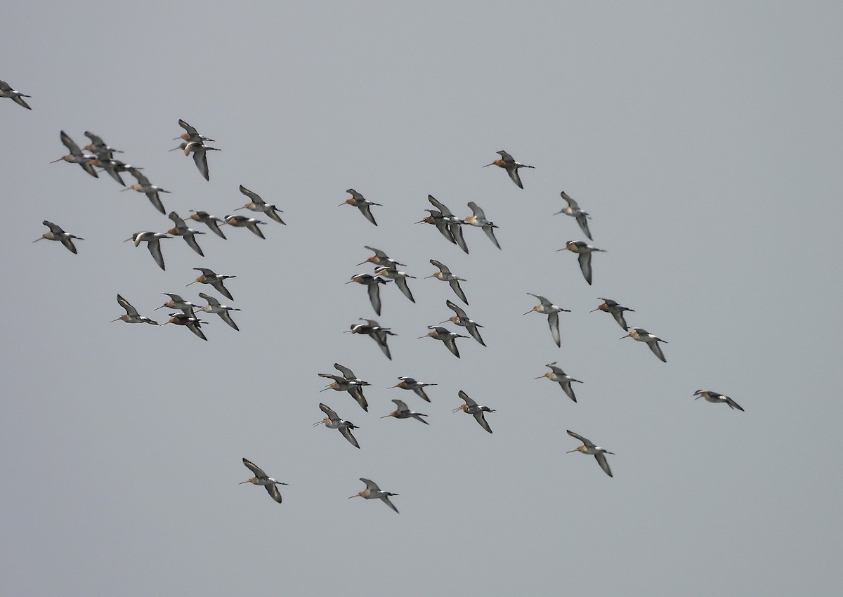 Black-tailed Godwit - ML638266886