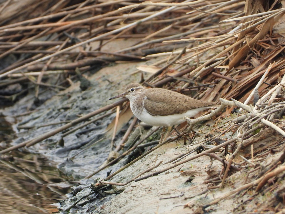 Common Sandpiper - ML638266890